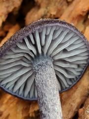Entoloma occidentale