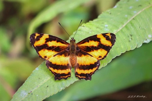 Himalayan jester