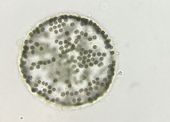 Microcystis wesenbergii