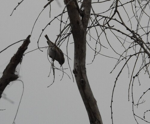 Rufous-throated Honeyeater (Conopophila rufogularis), photo 6