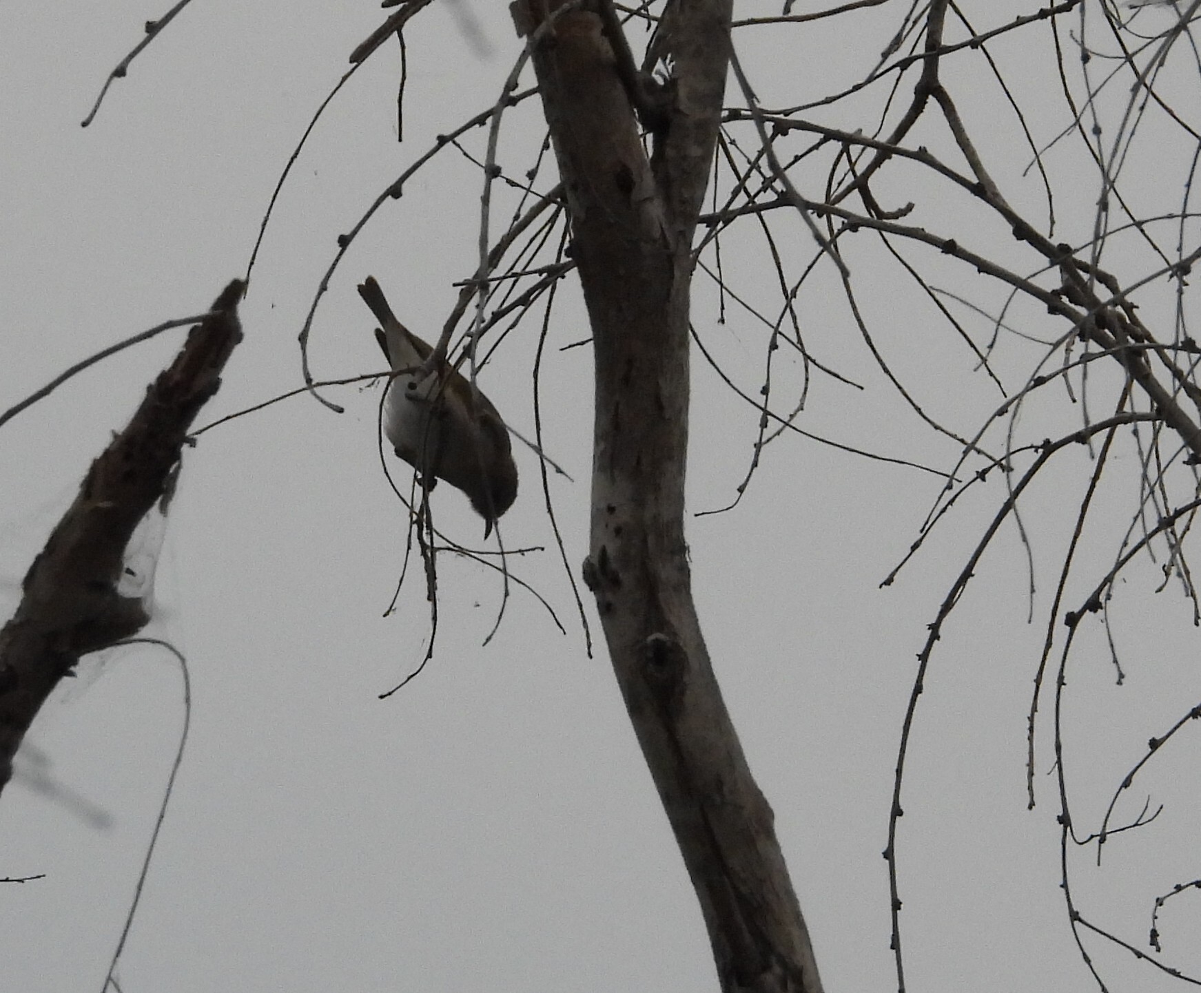Rufous-throated Honeyeater (Conopophila rufogularis), photo 4