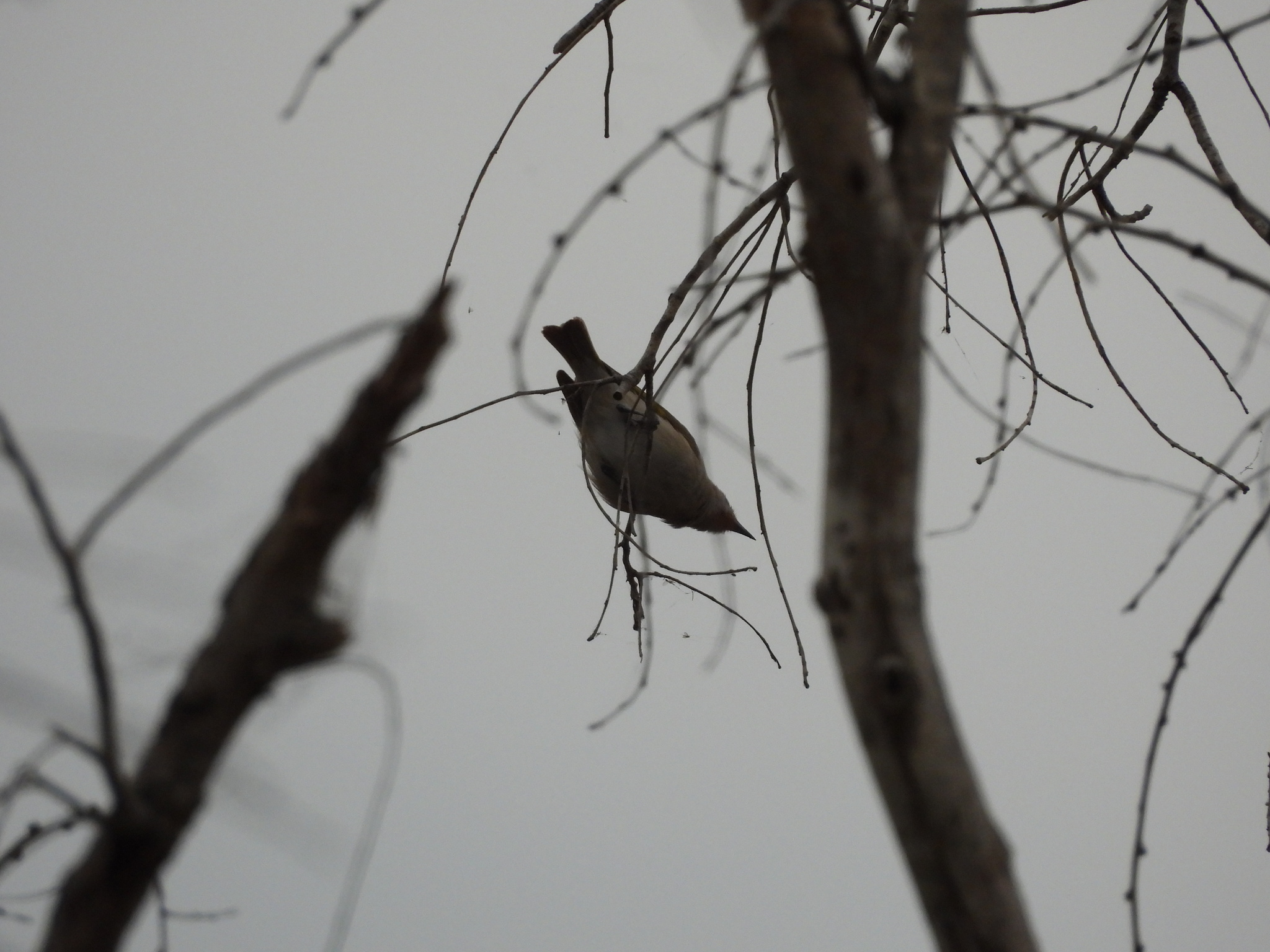 Rufous-throated Honeyeater (Conopophila rufogularis), photo 10