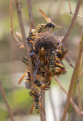 Polistes