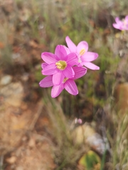 Ixia latifolia