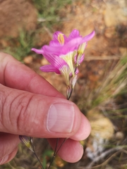 Ixia latifolia