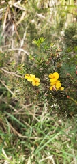 Pultenaea juniperina