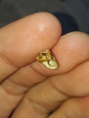 Eurytrochus strangei