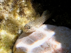 Gobius bucchichi