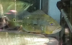 Cichla monoculus