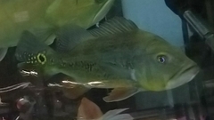 Cichla monoculus