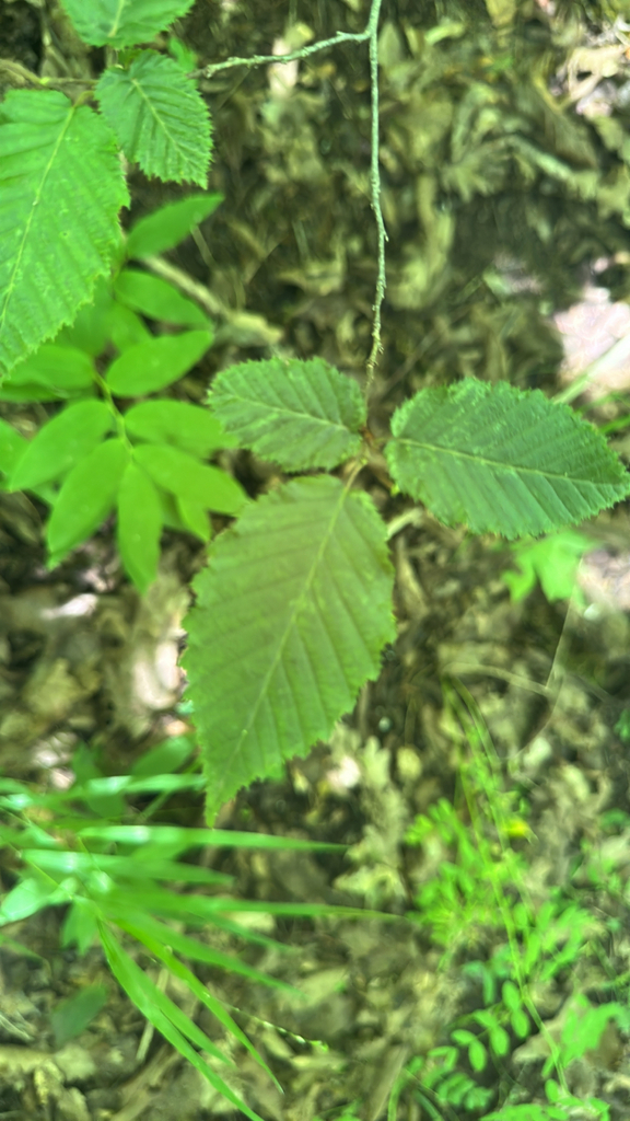 Carpinus