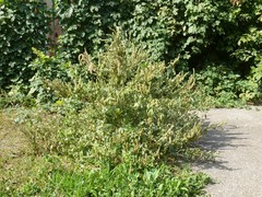Amaranthus retroflexus