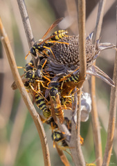Polistes