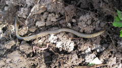 Aporrectodea caliginosa