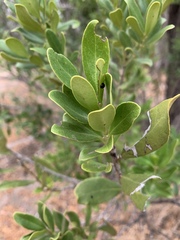Euclea schimperi