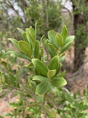 Euclea schimperi