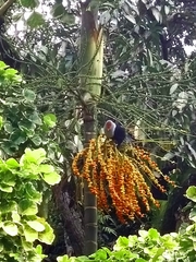 Alectroenas pulcherrimus