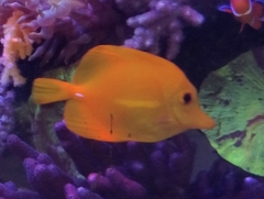 Zebrasoma