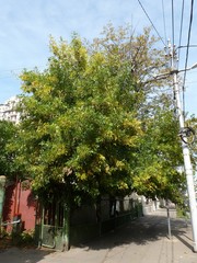 Fraxinus pennsylvanica