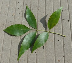 Fraxinus pennsylvanica