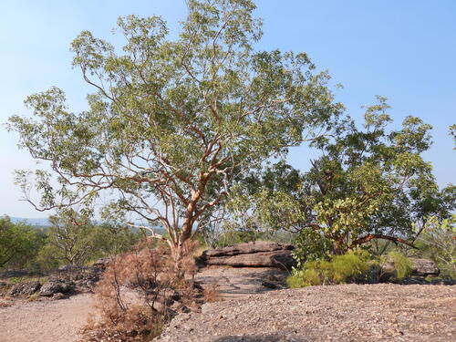 Corymbia dichromophloia, 2025-06-16