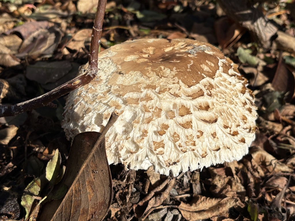 Chlorophyllum brunneum · June 2025 · photo: © annbentley (iNaturalist, cc-by)