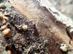 Haplanister crypticus