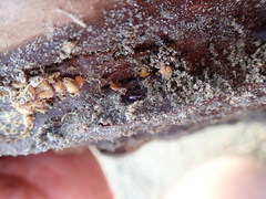 Haplanister crypticus