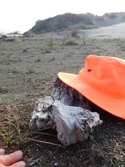 Haplanister crypticus