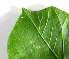 Allophylus decipiens