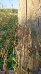 Phragmites australis