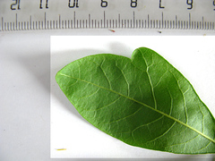 Allophylus decipiens