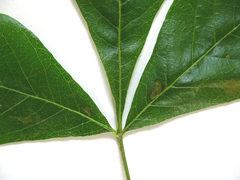 Allophylus decipiens