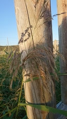 Phragmites australis