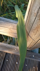 Phragmites australis
