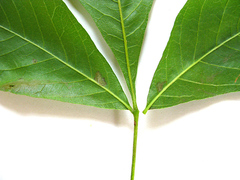 Allophylus decipiens