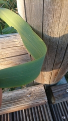 Phragmites australis
