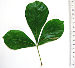 Allophylus decipiens