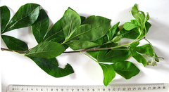 Allophylus decipiens