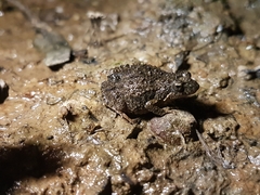 Crinia parinsignifera