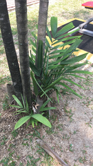 Arecaceae