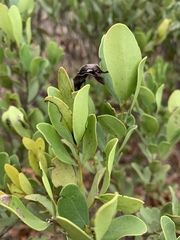 Euclea schimperi
