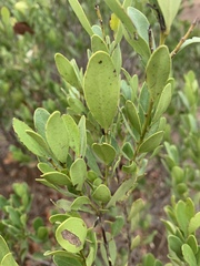 Euclea schimperi