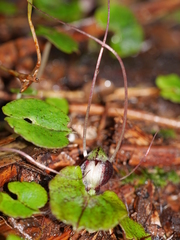 Corybas sanctigeorgianus