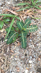 Phyllanthus urinaria