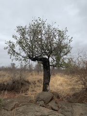 Diospyros mespiliformis