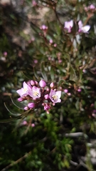 Boronia latipinna
