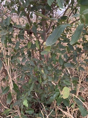 Diospyros mespiliformis