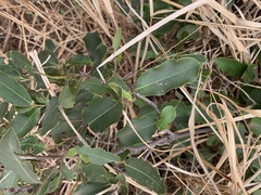Diospyros mespiliformis