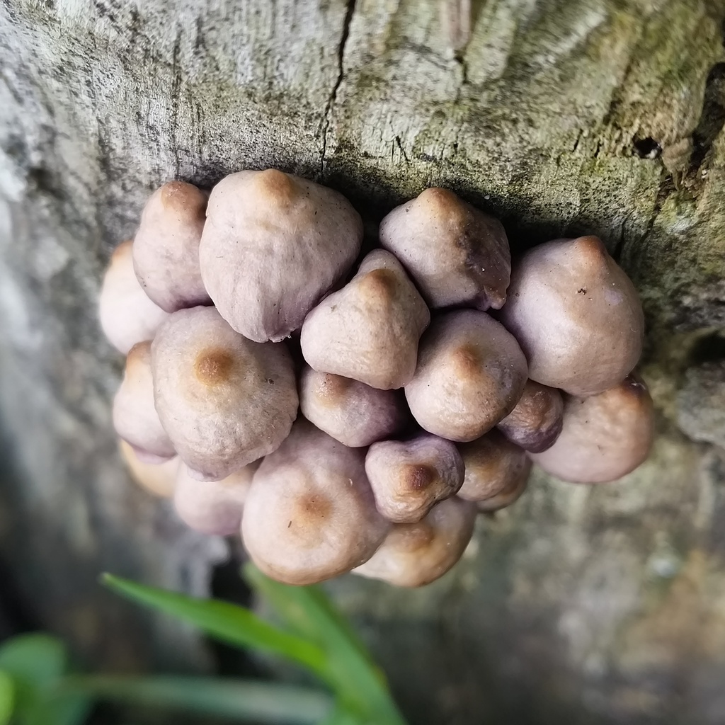 Mycena clarkeana · June 2025 · photo: © zedt (iNaturalist, cc-by)